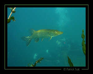Always nice to see a pike  - Geneva lake - Lumix FX01 by Patrick Tutt 
